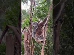 Great Ocean Walk - Aussie Trails