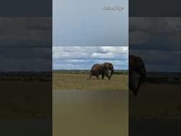 WHENYOU MEET AN ELEPHANT FACE TO FACE  #animals #animalshorts #elephant #ytshorts #shortsfunny