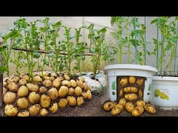 I wish I had discovered these potato growing tips earlier—I’d be drowning in potatoes by now!
