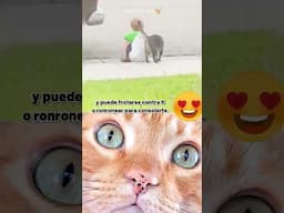 Tu GATO Sii PERCIBE tu TRISTEZA y HACE ESTO 💞😽