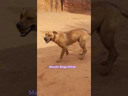 Conheça o #cão  mais brincalhão que já conheci