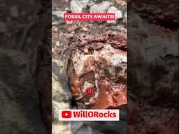Did I Just Discover Arizona’s Fossil City?