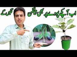 Now your plants will also bear eggplants | Understand the soil elements