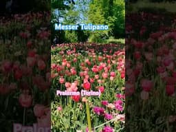 In giro per Torino, Messer Tulipano 2025