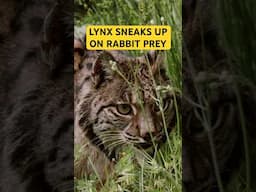 Lynx sneaks up on rabbit target!