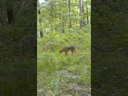 I’m not the only one hunting this spot 🦌 #deerhunting #deerseason