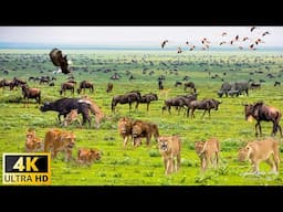 4K African Wildlife: Amazing Collection of African wildlife - Relaxing Nature In 4K