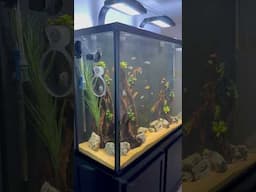 The New Tall Cichlid Tank!