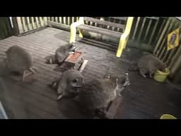 Sunday 1215 am raccoons stayed the night