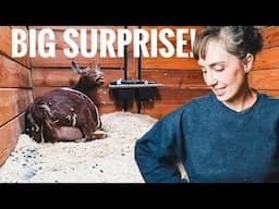 A Midnight Goat Delivery...with a Surprising End! (goat labor & delivery)