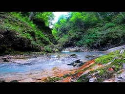Relax on the bank of a beautiful mountain stream with singing birds and flowing water #relaxation