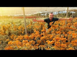 PRIMAVERA VARIEGATA LARANJA: Aprenda o segredo para florir o ano todo