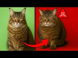 STOP Doing These Things to Your Maine Coon (It’s Hurting Them!)