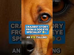 Can You Replace A Dog’s Eye? #dogs