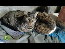 You Can not trust a cat in Patagonia Chile