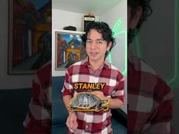 Stanley the school turtle…