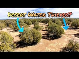 Is This Tree Killing The Desert?