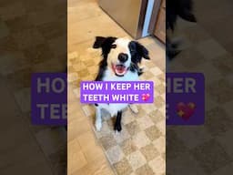 CLEANING MY DOG’S TEETH 💖 #dognutrition #dogtreats #dogfood