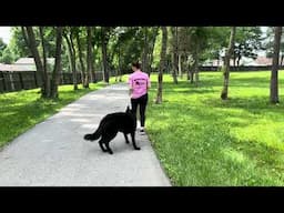 Fun Family Friendly Personal Protection Dog "Grippo" Mature Fun Happy GSD Home Raised Prof/Trained