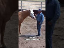 The Power Of Meeting A Horse's Needs
