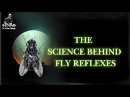 The Genius Brain of a Fly EXPOSED!