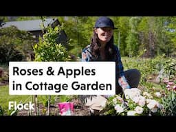 ROSE Care & Training ESPALIER APPLES in the Cottage Garden — Ep. 308