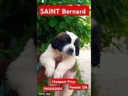 cheapest price Home breed Saint Bernard #short #shorts #youtubeshort #viral #dogbreeds