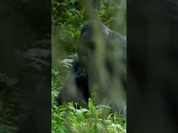 Gorilla trekking in Uganda