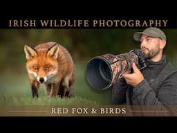 *WOW* Morning of Irish Wildlife Photography - Nikon Z6ii & D7500 (Sigma 150-600mm & Tamron 70-210mm)
