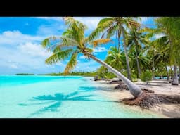 Island Waves 🌴  Best Beach Bossa Nova Music for Rest, Relaxation and Sleep