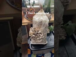 Why we think oyster mushrooms are a great intro to homegrown food! 🙂 #gardeningtips