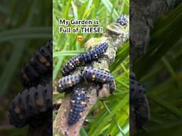 I STOPPED MOWING my lawn & 500 of THESE turned up!