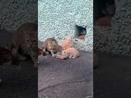 Five little kittens jumping to hole in the wall