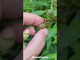 Have you ever noticed Snapdragon flowers seed pods look like WITCH SKULLS? 🙌🏽💀💀