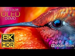 REAL 8K OLED DISPLAY | Dolby Vision™ HDR | True Color Experience