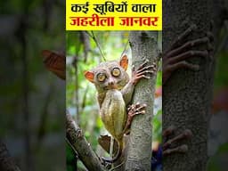 बड़ी बड़ी आँख वाला जहरीला जानवर।