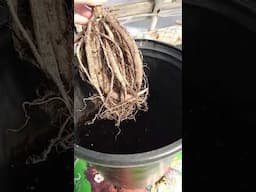 Starting Dahlia Tubers For Container Growing