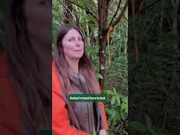 Mistletoe in Mt Pirongia, #biology #wildlife
