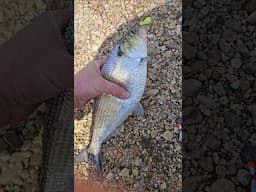 Catching shad in Maryland