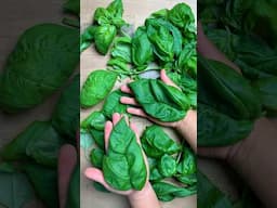 Basil leaves as big as my hands