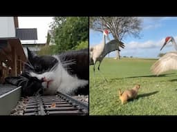 Best Animal Voiceovers - Ep. 80