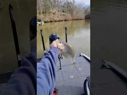 That’s a couple fish tacos right der 🌮 #crappiefishing #shorts