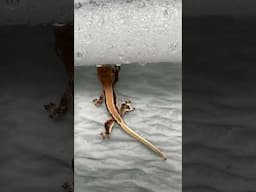Frappuccino crested gecko