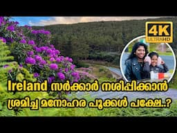 THE VEE PASS IN RHODODENDRON SEASON CO. TIPPERARY & WATERFORD | IRELAND | Vlog #639