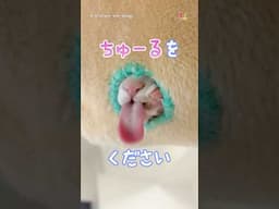 シュールなハンモック猫
