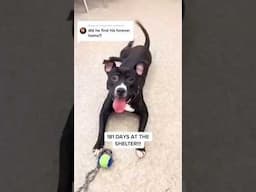 181 day without forever home but then...( Full video ☝️)
