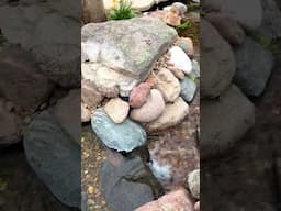 Colorado Watergarden And Koi Pond 🤩😲 #koi #pondlife #watergarden