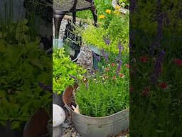 It's The Little Things! #faith #garden #simplelife #whippoorwillholler