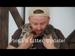 Fiona's Litter Update!