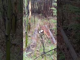 Wild Moose Dropped A Treasure In The Mountains #mountains #moose #britishcolumbia #hunting #nature